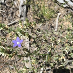 Wahlenbergia sp. (Bluebell) at Belconnen, ACT - 15 Oct 2016 by jasonbmackenzie