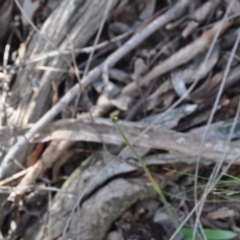 Glossodia major (Wax Lip Orchid) at Aranda, ACT - 25 Sep 2016 by catherine.gilbert