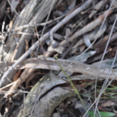 Glossodia major (Wax Lip Orchid) at Point 4010 - 25 Sep 2016 by catherine.gilbert