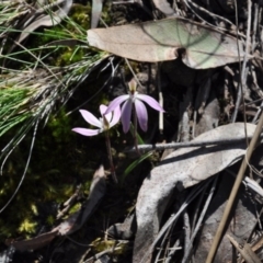 Caladenia fuscata (Dusky Fingers) at Aranda, ACT - 25 Sep 2016 by catherine.gilbert