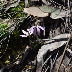 Caladenia fuscata at Point 4010 - suppressed