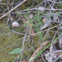 Glossodia major (Wax Lip Orchid) at Point 4010 - 25 Sep 2016 by catherine.gilbert