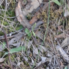 Glossodia major (Wax Lip Orchid) at Point 4010 - 25 Sep 2016 by catherine.gilbert