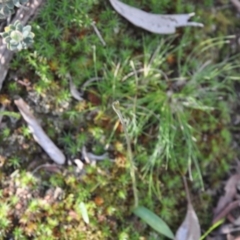 Glossodia major (Wax Lip Orchid) at Aranda, ACT - 25 Sep 2016 by catherine.gilbert