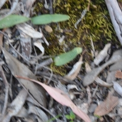 Glossodia major (Wax Lip Orchid) at Point 4010 - 25 Sep 2016 by catherine.gilbert