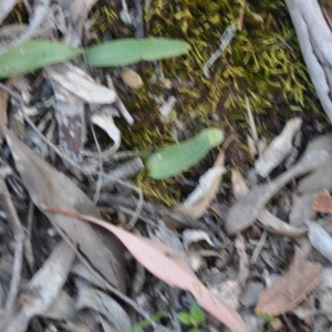 Glossodia major at Point 4010 - suppressed