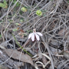 Caladenia fuscata (Dusky Fingers) at Point 4010 - 25 Sep 2016 by catherine.gilbert