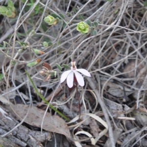 Caladenia fuscata at Point 4010 - suppressed