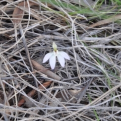 Caladenia fuscata (Dusky Fingers) at Point 4010 - 25 Sep 2016 by catherine.gilbert