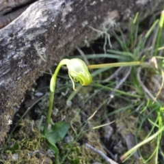 Pterostylis nutans (Nodding Greenhood) at Aranda, ACT - 25 Sep 2016 by catherine.gilbert