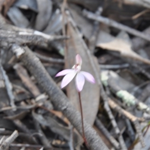 Caladenia fuscata at Point 4010 - 25 Sep 2016