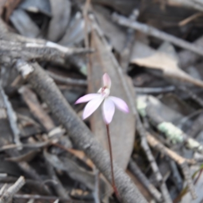 Caladenia fuscata (Dusky Fingers) at Aranda, ACT - 25 Sep 2016 by catherine.gilbert