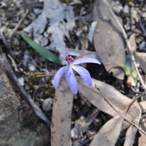 Cyanicula caerulea at Point 4010 - suppressed