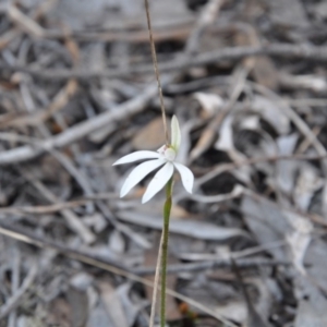 Caladenia sp. at Point 4010 - suppressed