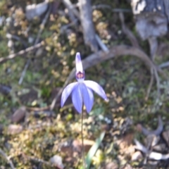 Cyanicula caerulea (Blue Fingers, Blue Fairies) at Point 4010 - 25 Sep 2016 by catherine.gilbert