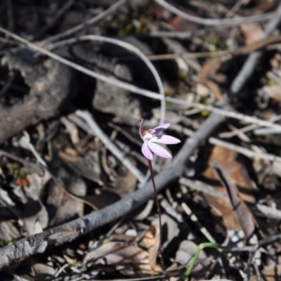 Caladenia fuscata (Dusky Fingers) at Aranda Bushland - 25 Sep 2016 by catherine.gilbert