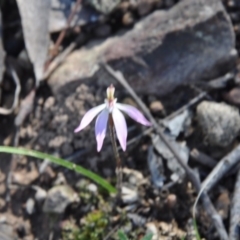 Caladenia fuscata (Dusky Fingers) at Point 4010 - 25 Sep 2016 by catherine.gilbert