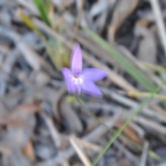 Glossodia major (Wax Lip Orchid) at Point 4010 - 25 Sep 2016 by catherine.gilbert