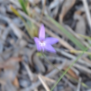 Glossodia major at Point 4010 - suppressed