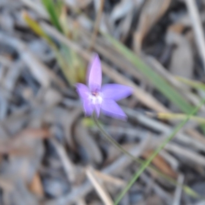 Glossodia major (Wax Lip Orchid) at Aranda Bushland - 25 Sep 2016 by catherine.gilbert