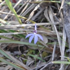 Cyanicula caerulea (Blue Fingers, Blue Fairies) at Point 4010 - 25 Sep 2016 by catherine.gilbert