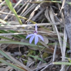 Cyanicula caerulea (Blue Fingers, Blue Fairies) at Point 4010 - 25 Sep 2016 by catherine.gilbert