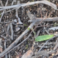 Glossodia major (Wax Lip Orchid) at Aranda Bushland - 25 Sep 2016 by catherine.gilbert