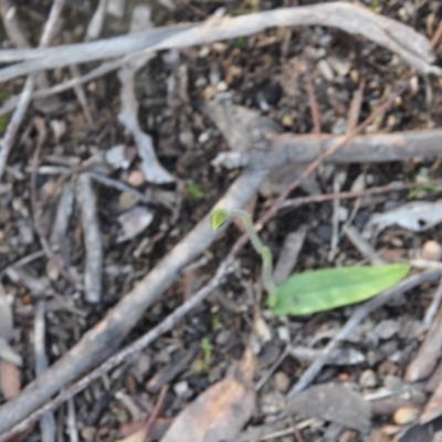 Glossodia major (Wax Lip Orchid) at Point 4010 - 25 Sep 2016 by catherine.gilbert