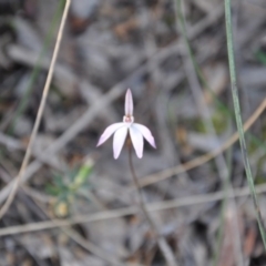 Caladenia fuscata (Dusky Fingers) at Point 4010 - 25 Sep 2016 by catherine.gilbert