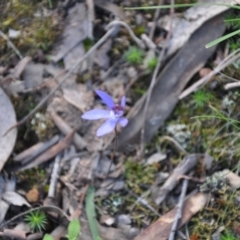 Cyanicula caerulea (Blue Fingers, Blue Fairies) at Point 4010 - 25 Sep 2016 by catherine.gilbert