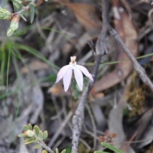 Caladenia fuscata at Point 4010 - 25 Sep 2016