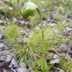 Pterostylis nutans (Nodding Greenhood) at Molonglo Valley, ACT - 11 Oct 2016 by Sheridan.maher