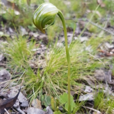 Pterostylis nutans (Nodding Greenhood) at Point 4522 - 12 Oct 2016 by Sheridan.maher