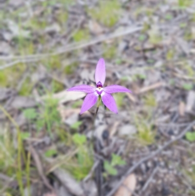 Glossodia major (Wax Lip Orchid) at Molonglo Valley, ACT - 11 Oct 2016 by Sheridan.maher