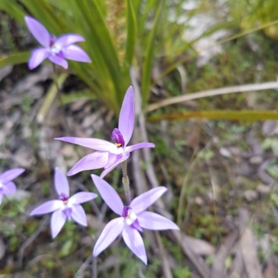 Glossodia major (Wax Lip Orchid) at Point 4526 - 12 Oct 2016 by Sheridan.maher