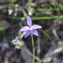 Glossodia major (Wax Lip Orchid) at Point 4010 - 25 Sep 2016 by catherine.gilbert