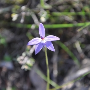 Glossodia major at Point 4010 - 25 Sep 2016