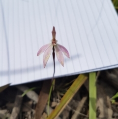 Caladenia fuscata (Dusky Fingers) at Point 4526 - 12 Oct 2016 by Sheridan.maher