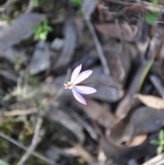 Caladenia fuscata (Dusky Fingers) at Point 4010 - 25 Sep 2016 by catherine.gilbert