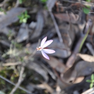 Caladenia fuscata at Point 4010 - suppressed