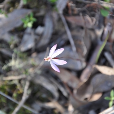 Caladenia fuscata (Dusky Fingers) at Aranda Bushland - 25 Sep 2016 by catherine.gilbert