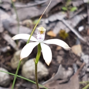 Caladenia ustulata at Point 4526 - 12 Oct 2016