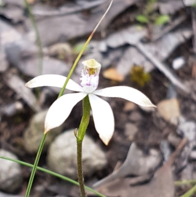 Caladenia ustulata (Brown Caps) at Point 4526 - 12 Oct 2016 by Sheridan.maher