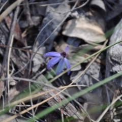 Cyanicula caerulea (Blue Fingers, Blue Fairies) at Point 4010 - 25 Sep 2016 by catherine.gilbert