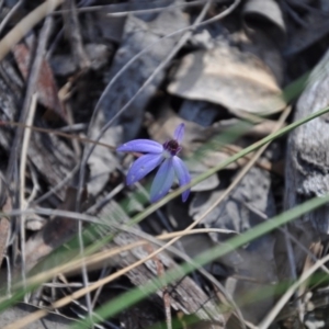 Cyanicula caerulea at Point 4010 - suppressed