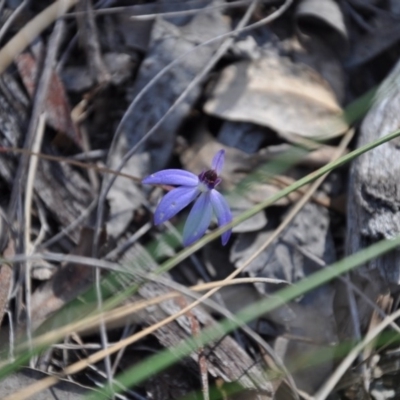 Cyanicula caerulea (Blue Fingers, Blue Fairies) at Point 4010 - 25 Sep 2016 by catherine.gilbert