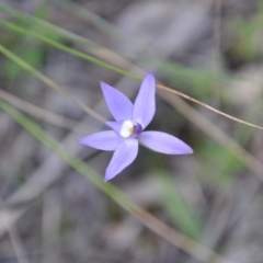 Glossodia major (Wax Lip Orchid) at Aranda, ACT - 25 Sep 2016 by catherine.gilbert