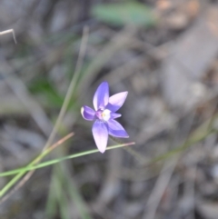 Glossodia major (Wax Lip Orchid) at Aranda Bushland - 25 Sep 2016 by catherine.gilbert