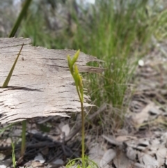 Diuris nigromontana (Black Mountain Leopard Orchid) at Molonglo Valley, ACT - 12 Oct 2016 by Sheridan.maher