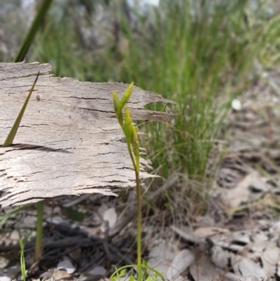 Diuris nigromontana (Black Mountain Leopard Orchid) at Molonglo Valley, ACT - 12 Oct 2016 by Sheridan.maher